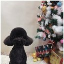 강아지분양 애견입양 아이러브독 인천점 이미지