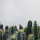 반려식물키우기 이미지