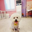 땡큐멍냥 네이버블로그