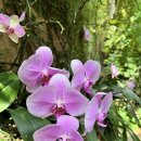 흙이랑 나무랑 | 서울식물원 봄나들이 다녀온 후기, 실내외 모두 산책하기 좋아요