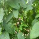 만성농장 이미지