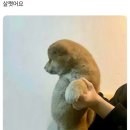 가자