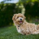 24시 센텀동물메디컬센터 연산점 이미지