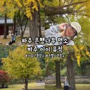 파주로 은행나무길 이미지