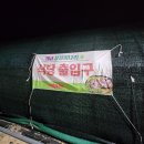 대규미나리 이미지