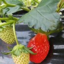 국민농장 이미지