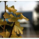 고북초등학교 이미지