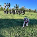 울산애견동반펜션 헤이메르펜션 H2동 후기