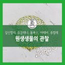 원생생물의 현미경 관찰(짚신벌레, 유글레나, .. : 네이버블로그 (naver.com)﻿ 이미지