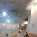 러블리독 이미지