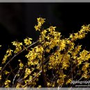 봄의언덕 이미지