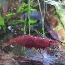 소마 새우농장 이미지