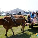 푸름한우 이미지