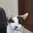 캣치유고양이미용호텔 이미지