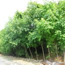 민통선농가집 이미지