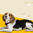 레스펫동물병원 이미지