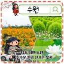 늘푸른농장 | 경기도 7월 꽃명소 수원 탑동시민농장 연꽃 황화코스모스 실시간 후기