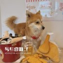 독트럴파크 | 전주 평화동 애견카페 독트럴파크 내돈내산 후기