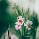 도꾸리