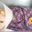 용호동물병원 이미지