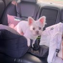 올치 | 올치 카시트 소개 및 사용 후기