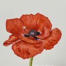 기초 보태니컬아트 이미지