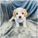 팍스도그트레이닝센터 | 전주도그마루에서 강아지와 고양이 분양, 입양의 새로운 세계를 만나다