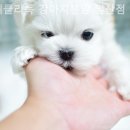 위클리독 강아지고양이분양 일산점 네이버블로그