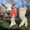 아기염소 이미지