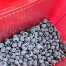 후계자농장 이미지