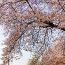 시서울 낭송회 임원진 윤중로 벚꽃나들이 (2023년 4월3일) 이미지