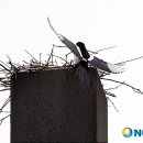 까치공원 조형물 이미지