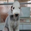 솜솜 애견미용 이미지