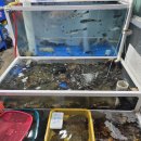 윤미네식당 | [설악항 22호 윤미네] 속초 설악항 횟집, 압도적인 신선함과 이모님 인심의 찐 활어회 맛집!