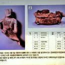 대추리길 이미지