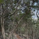 쌍계사 상록수림 | 진도 첨찰산 등산 코스(쌍계사 주차장~정상~진도아리랑비~주차장)