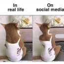 비사오르 이미지