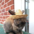 토깽이네 이미지