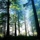 진고개교 이미지