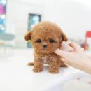 마산강아지분양 뽀뽀애견 | 마산애견샵 테디럽 가까운 곳에서 찾았어요