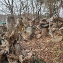 괴목공원 Daum카페