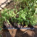 기봉농장 이미지