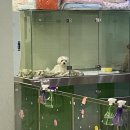 펫토피아 동물병원 이미지