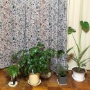 jeju guest house 이미지