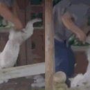 미용하는 강아지 이미지