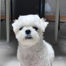 몽몽솔솔 | 광주 화정동 강아지 미용 잘하는 집 &#34;몽몽솔솔&#34; 리뷰