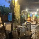 forest | 말레이시아 이포 여행 - Hot Springs &amp; Night Park (동물원 &amp; Luminous Forest) 후기