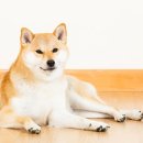 닥터파파동물병원 이미지