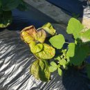 손해평가사 1차 - 재배학 및 원예작물학 이미지