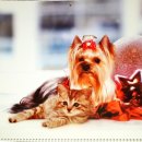 태화동물병원 이미지